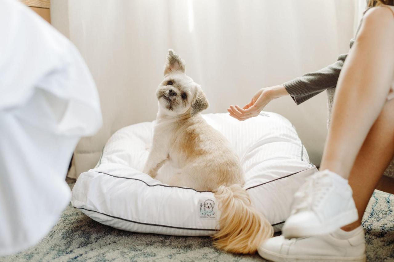 Hotel The Westin New York At Times Square Esterno foto A dog on a dog bed