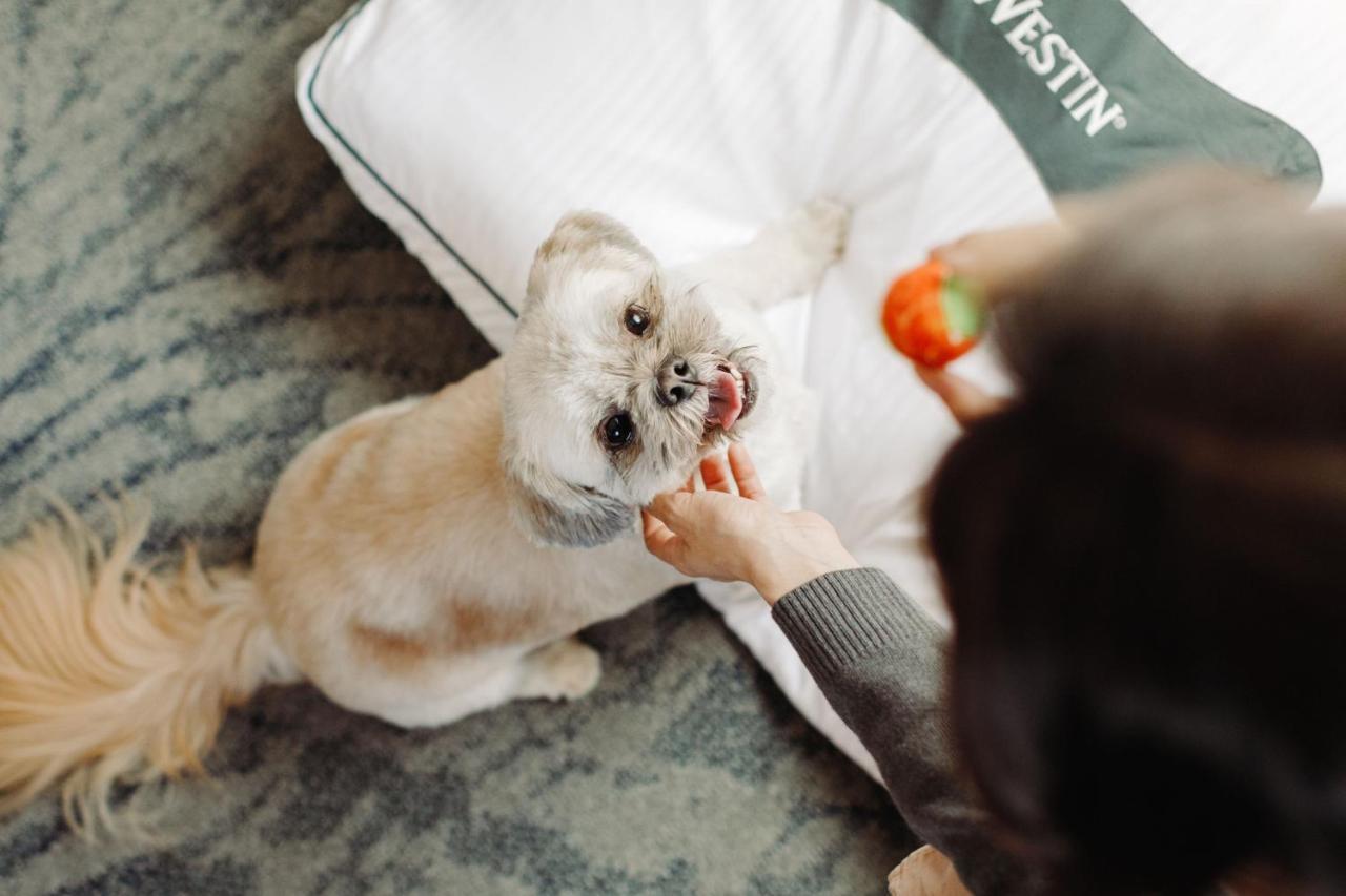 Hotel The Westin New York At Times Square Esterno foto A dog being fed